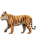 :tiger2: :tiger2: