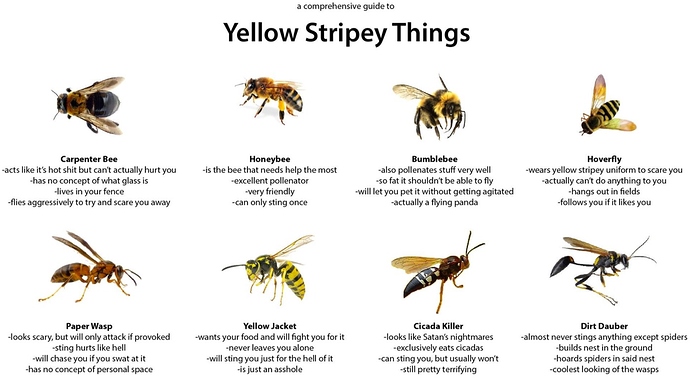 yellow-stripey-things