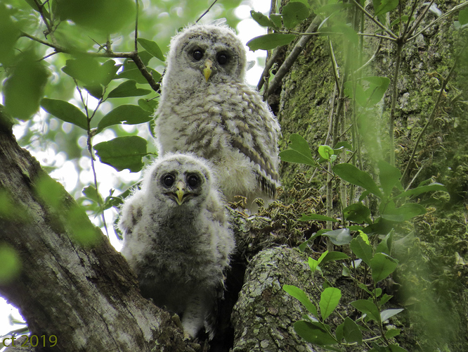 Owl_nest_babies-0278_JPG_web