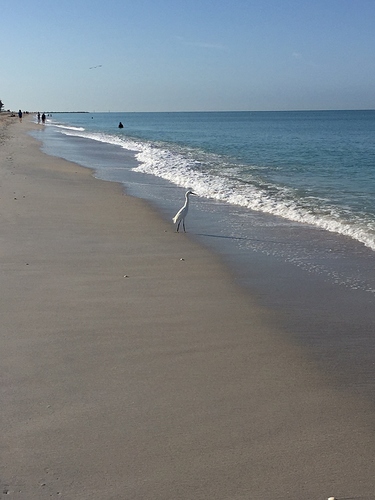 Egret