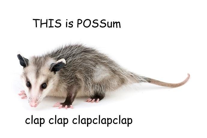 possum