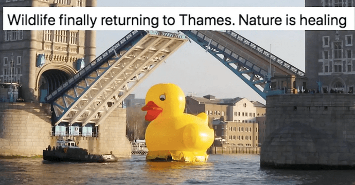 ThamesDuck