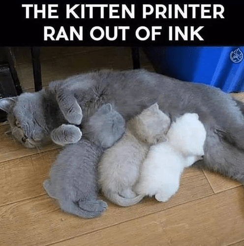 KittenPrinter