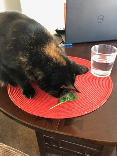 cat%20with%20spinach