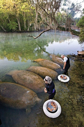 Manatees%20sweet%20potatoes%20you%20are%20what%20you%20eat