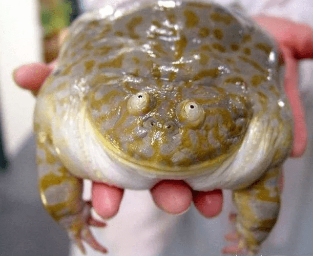 FatFrog