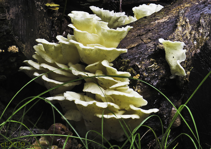 mushroom-1324_JPG_web