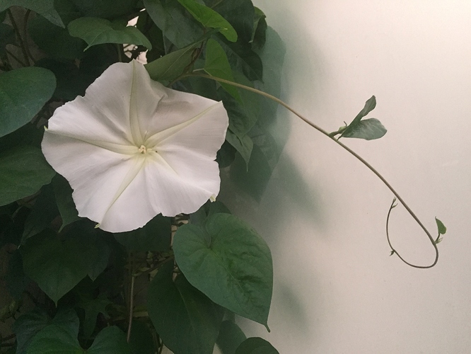 Moonflower