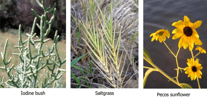 Halophytes