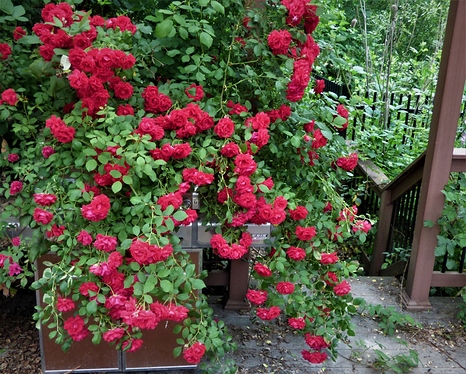 rosegrill