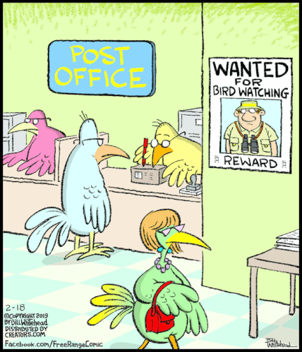 birds