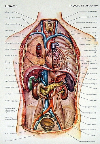 anatomy