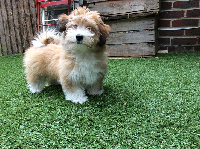 Lyla%20pup