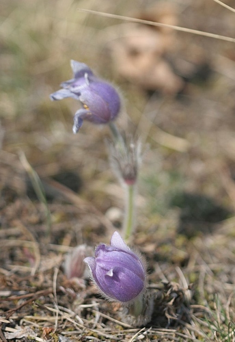 kokor3