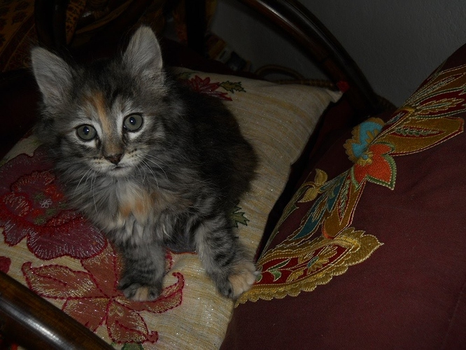 Hilda%20gorgeous%20kitty%20with%20pillow
