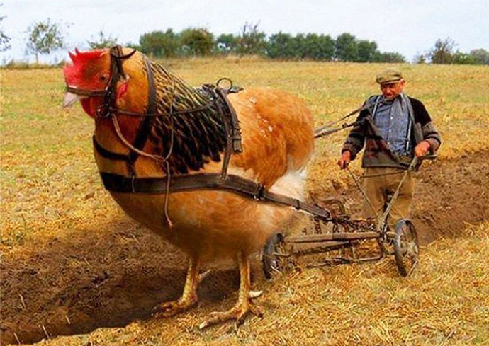 ChickenPlow