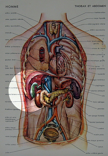 anatomy_chest