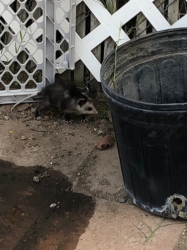 baby%20possum