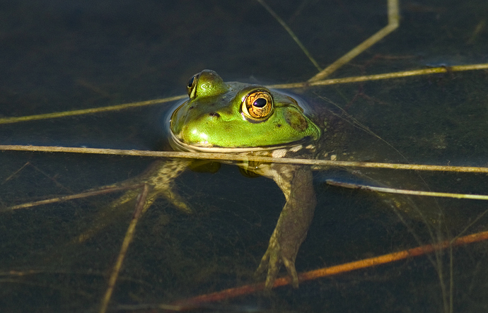 Bullfrog