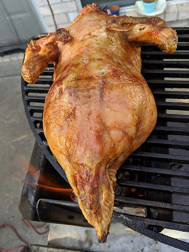 Duck