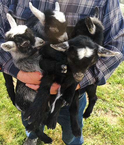 goats
