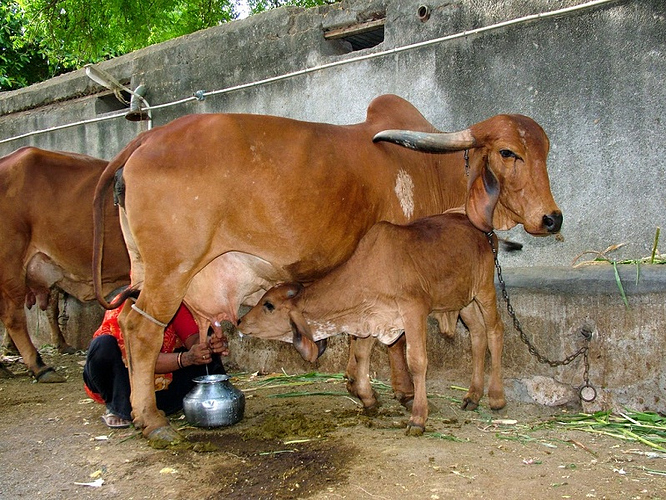 desi cow and calf