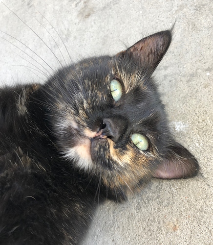 zaaz