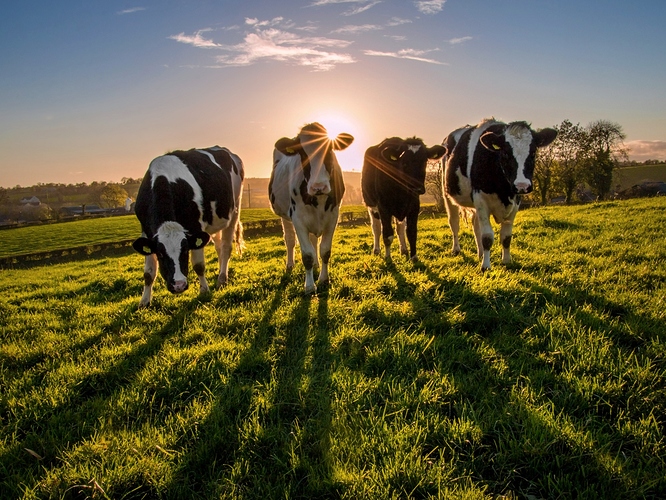 Irish%20grassfed%20heifers