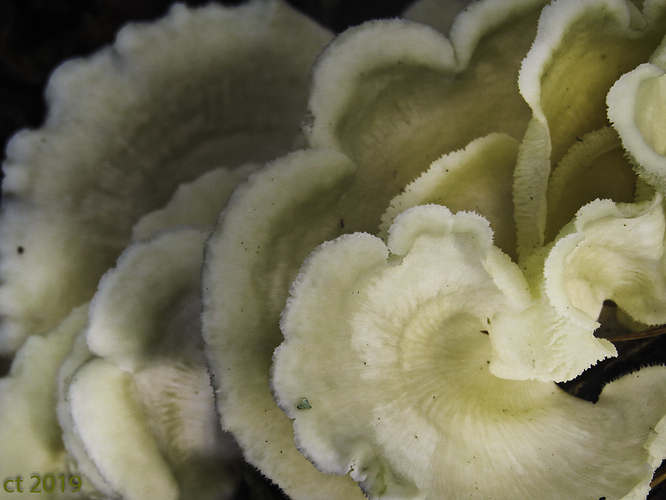 mushroom-1363_JPG_web
