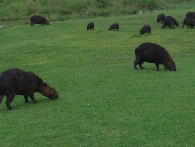 Jupia%20Capybara%2001