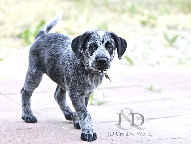 8wks%201d%20watermarked