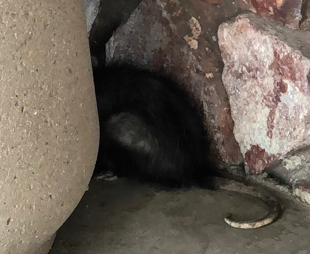 possumbutt
