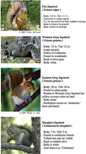 squirrel_faq_1