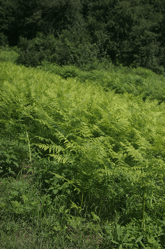 ferns