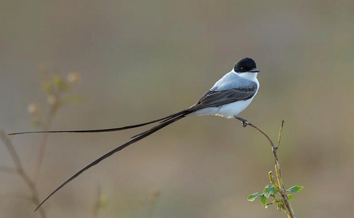 ForktailedFlycatcher