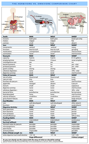 carnivore-herbivore-omnnivore-comparison