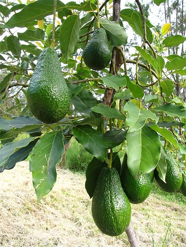 avos