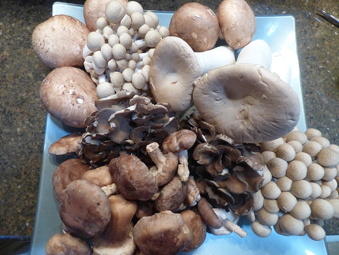 mushrooms2