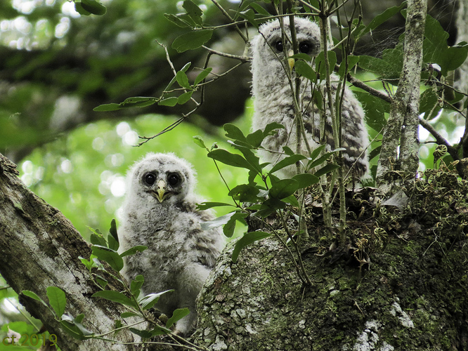 Owl_nest_babies-0264_JPG_web