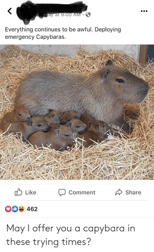 may-i-offer-you-a-capybara-in-these-trying-times-70839032
