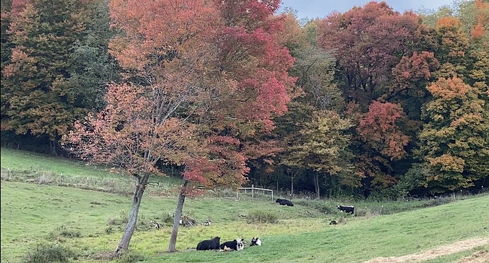 Cows