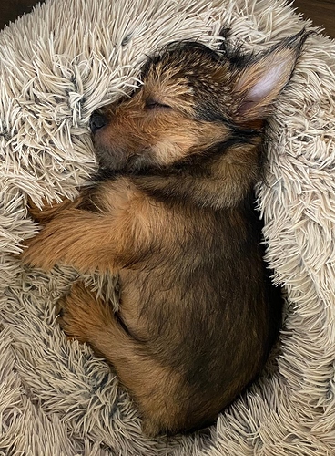 AngusSleeping080725
