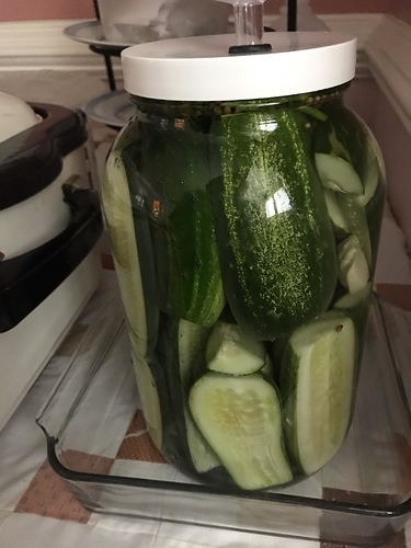 dill-pickle-batch-1-start-06-29-19