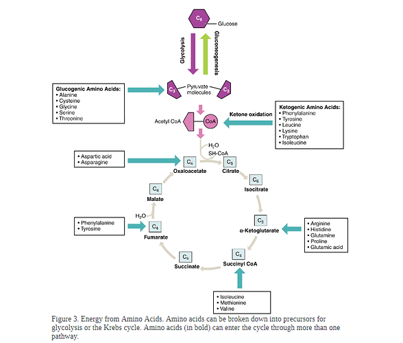 Amino%20acids%20to%20krebs