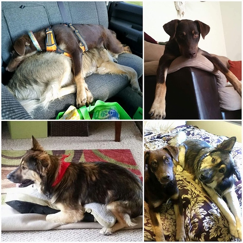 4pics