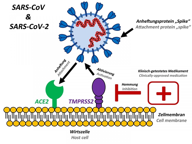 mar6-2020-dpz-coronavirus