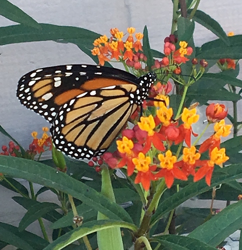 monarch