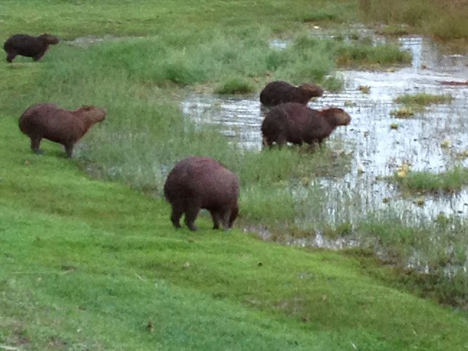 Jupia%20Capybara%2002