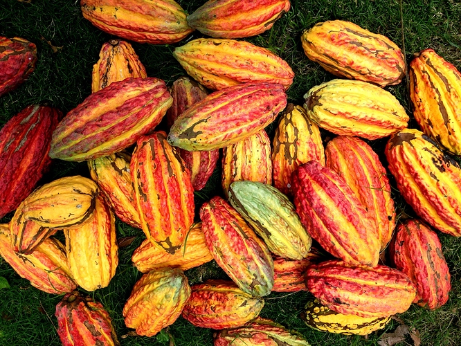 cacao%20beans