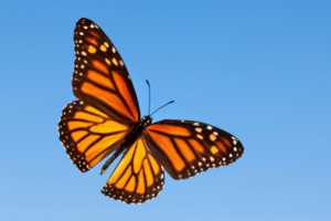 Monarch-Butterfly